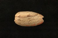 藏品(陷塔榧螺)的圖片